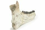 Fossil Titanothere (Megacerops) Jaw - South Dakota #227757-4